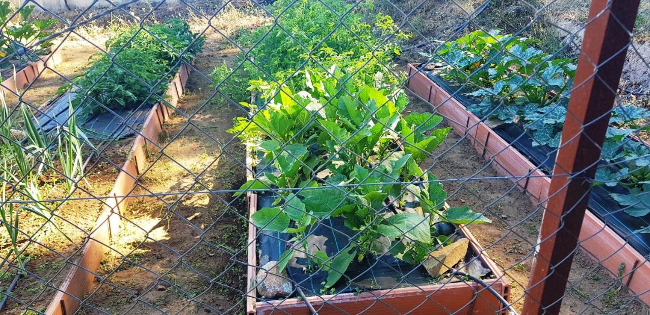 Casa Rural Madre Del Agua. Finca El Robledillo モネステリオ エクステリア 写真
