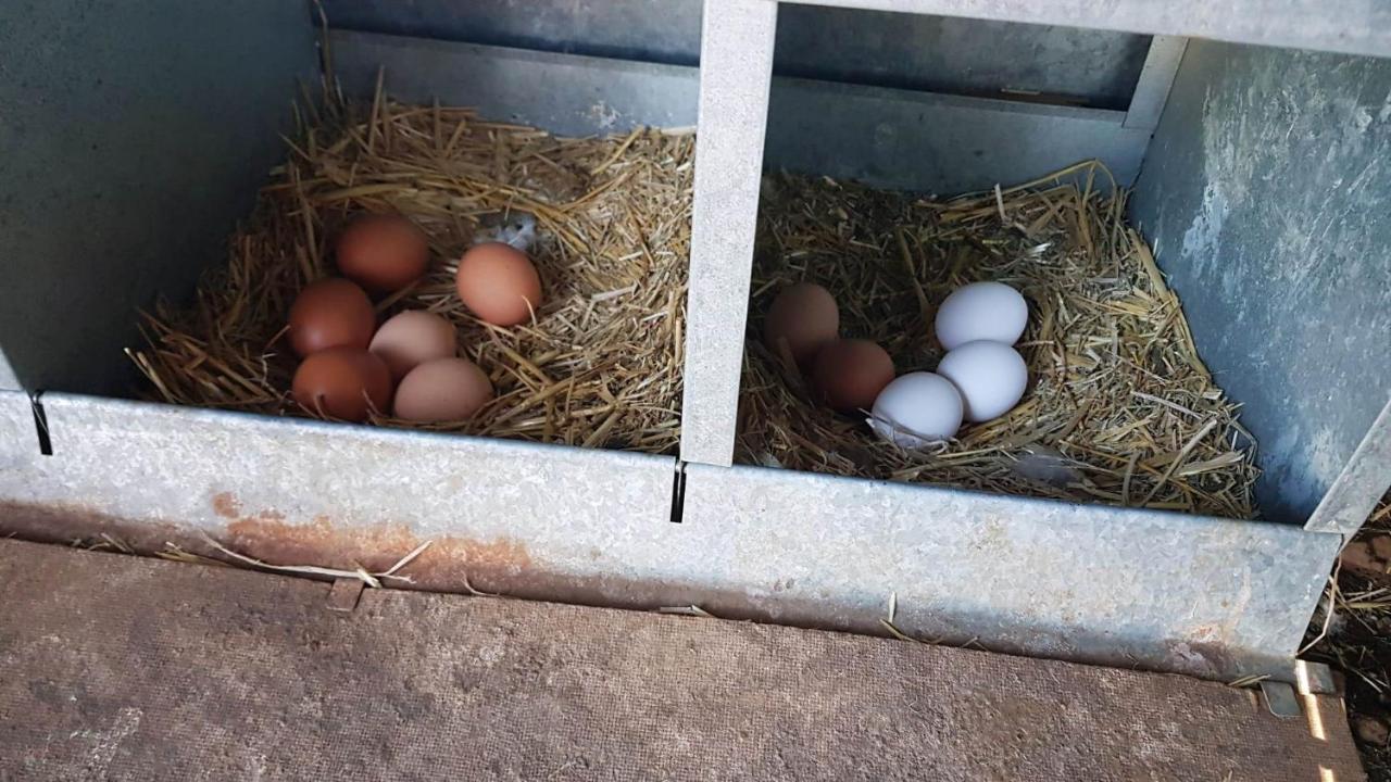 Casa Rural Madre Del Agua. Finca El Robledillo モネステリオ エクステリア 写真